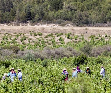 Une approche participative pour une vitiviniculture durable vers des objectifs stratégiques_COP 28_2023